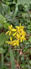 Senecio tamoides