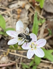 Andrena erigeniae
