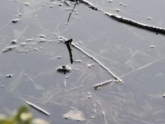 Pelophylax