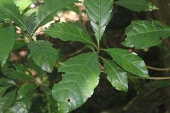 Justicia adhatodoides