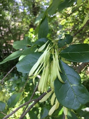 Fraxinus pennsylvanica