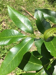 Fraxinus pennsylvanica