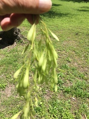 Fraxinus pennsylvanica