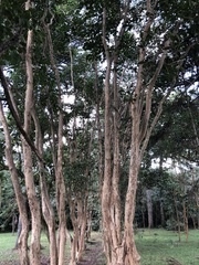Magnoliopsida