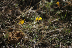 Narcissus cavanillesii