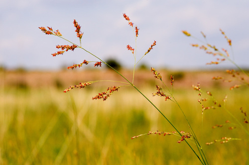 Panicum virgatum iNat (2)