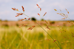Switchgrass (Panicum virgatum)