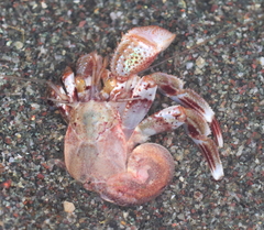 Pagurus ochotensis