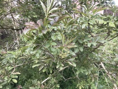 Sambucus nigra