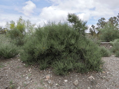 Salsola oppositifolia