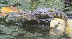 Caiman crocodilus fuscus