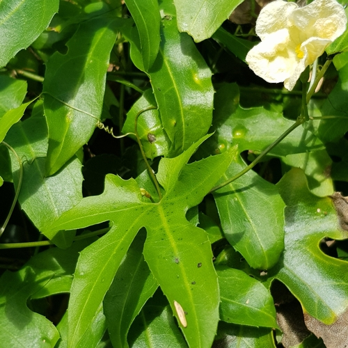 Wild cucumber (Coccinia mackenii)