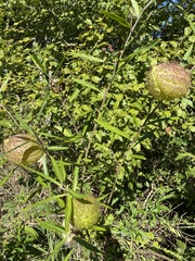 Gomphocarpus physocarpus