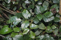 Rhoicissus rhomboidea