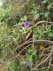 Lycianthes lycioides