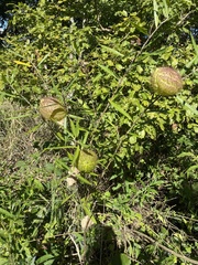 Gomphocarpus physocarpus