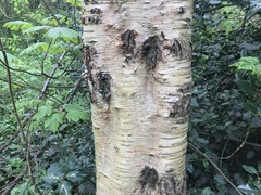 Betula pendula