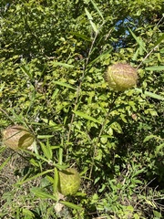Gomphocarpus physocarpus