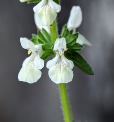 Stachys spinulosa