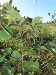 Annona senegalensis