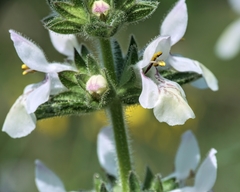Stachys spinulosa