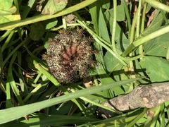 Hemileuca maia