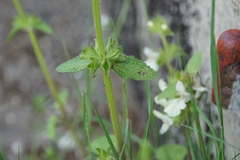 Stachys spinulosa