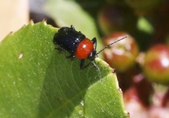 Cryptocephalus sanguinicollis