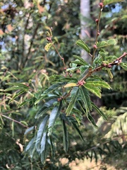 Calliandra selloi