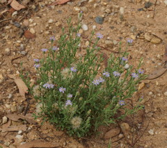 Vittadinia cuneata