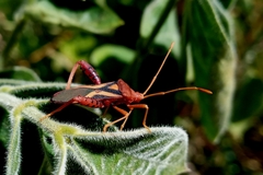Crinocerus sanctus