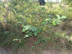 Annona senegalensis