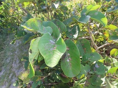 Annona senegalensis