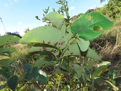 Annona senegalensis