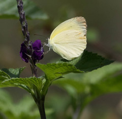 Abaeis mexicana