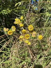 Helichrysum