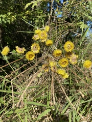 Helichrysum