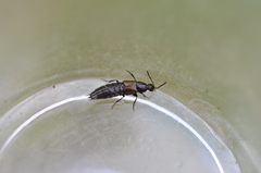 Philonthus carbonarius