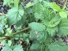 Urtica dioica