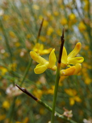 Genista spartioides