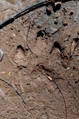 Hydrochoerus hydrochaeris