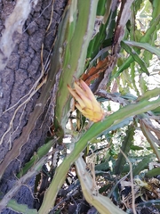 Selenicereus undatus