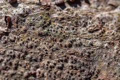 Dialonectria quaternatae