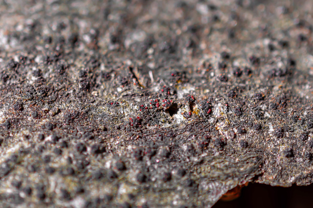 Dialonectria quaternatae