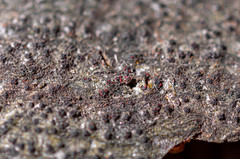 Dialonectria quaternatae