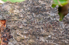 Dialonectria quaternatae