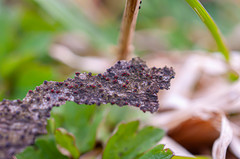 Dialonectria quaternatae