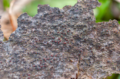 Dialonectria quaternatae