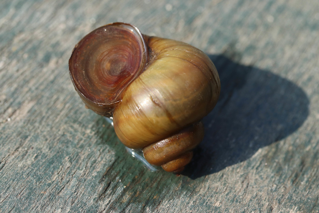 River Snails