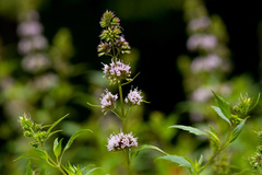 Mentha × piperita